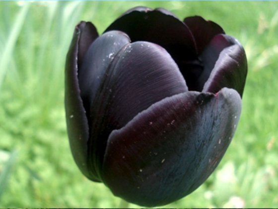 Túlipa Negra