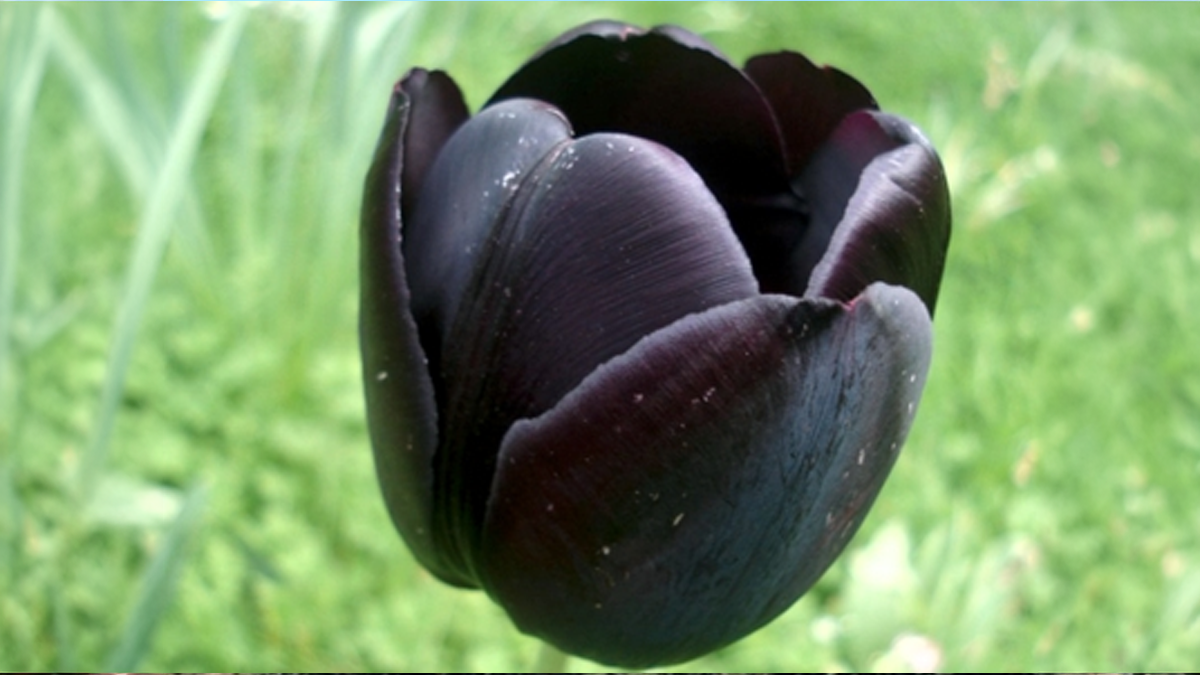 Túlipa Negra