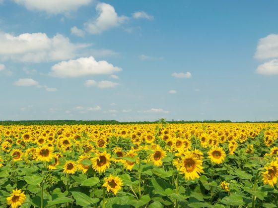 “Laudato si’” e Bem-comum
