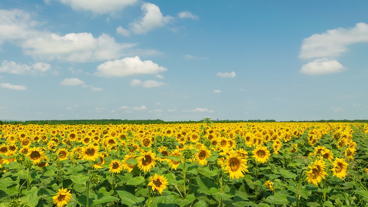 “Laudato si’” e Bem-comum