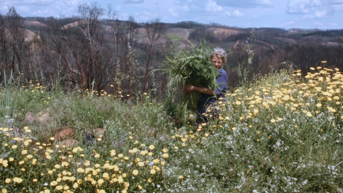 Cinema: Prémio Árvore da Vida no IndieLisboa atribuído a “Sopro”